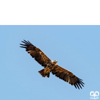 گونه عقاب شاهی Eastern Imperial Eagle